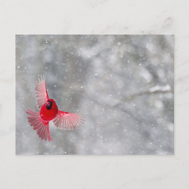 Carte Postale États-Unis, Indiana, Indianapolis. Un cardinal mâl (Devant)