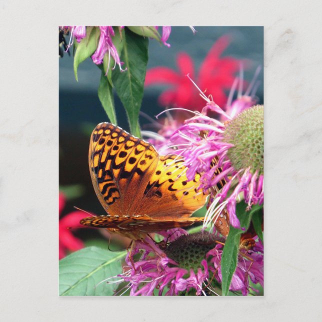 Carte Postale États-Unis - Indiana - Parc d'état du comté Brown (Devant)