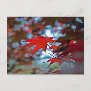 Carte Postale États-Unis, Kansas. Couleurs d'automne