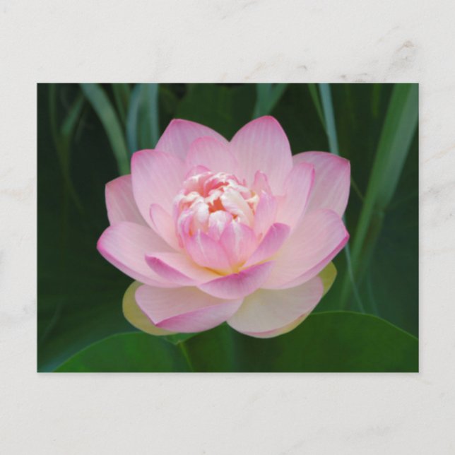 Carte Postale États-Unis, Kansas, Nénuphar rose (Devant)