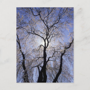 Carte Postale États-Unis, Kentucky, Lexington. Arbre rétro-éclai