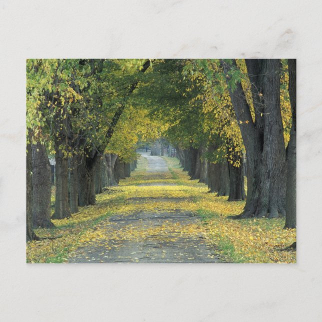 Carte Postale États-Unis, Kentucky, Louisville. Route bordée d'a (Devant)