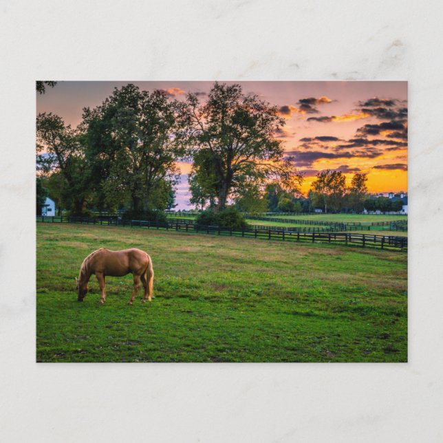 Carte Postale États-Unis, Lexington, Kentucky. Cheval solitaire  (Devant)