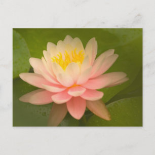 Carte Postale États-Unis, Maryland, Westminster, Union