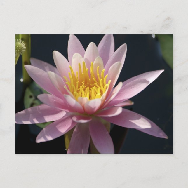 Carte Postale États-Unis, Massachusetts, Great Barrington, couss (Devant)