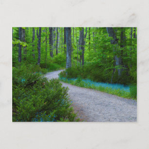 Carte Postale États-Unis, Michigan. Chemin à travers les bois