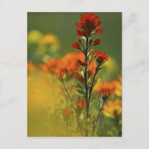 Carte Postale États-Unis, Michigan, Drummond Island, Maxton Plai