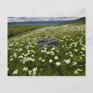 Carte Postale États-Unis, Montana, Fleur de marguerite sauvage d