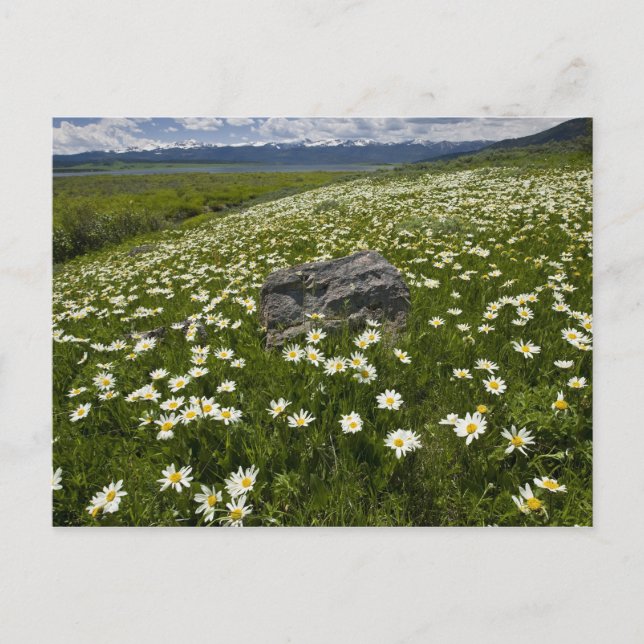 Carte Postale États-Unis, Montana, Fleur de marguerite sauvage d (Devant)