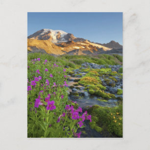 Carte Postale États-Unis, Mt. Rainier National Park, Washington.