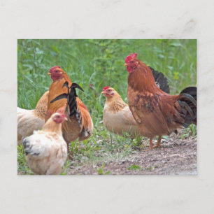 Carte Postale États-Unis, Nebraska. Poules