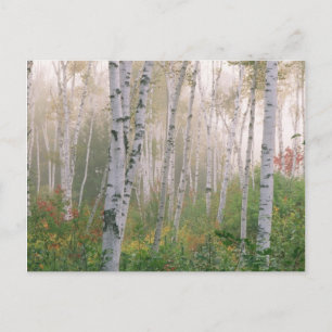 Carte Postale États-Unis, New Hampshire. Bouleaux dans le brouil