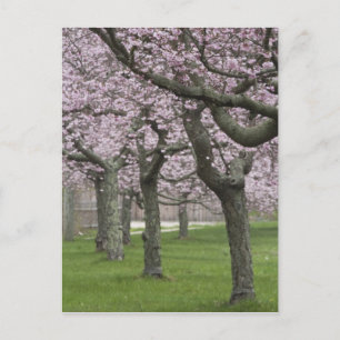 Carte Postale États-Unis, New York, East Hampton. Cerisiers en