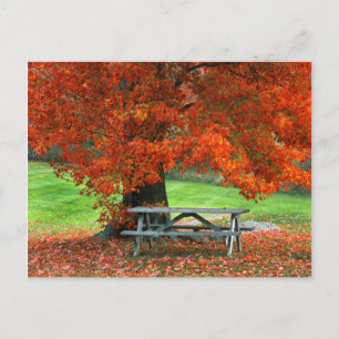 Carte Postale États-Unis, New York, West Park. Banc sous érable