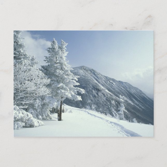 Carte Postale États-Unis, NH, arbres couverts de neige Trails Sn (Devant)