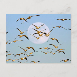 Carte Postale États-Unis, Nouveau-Mexique, Bosque del Apache
