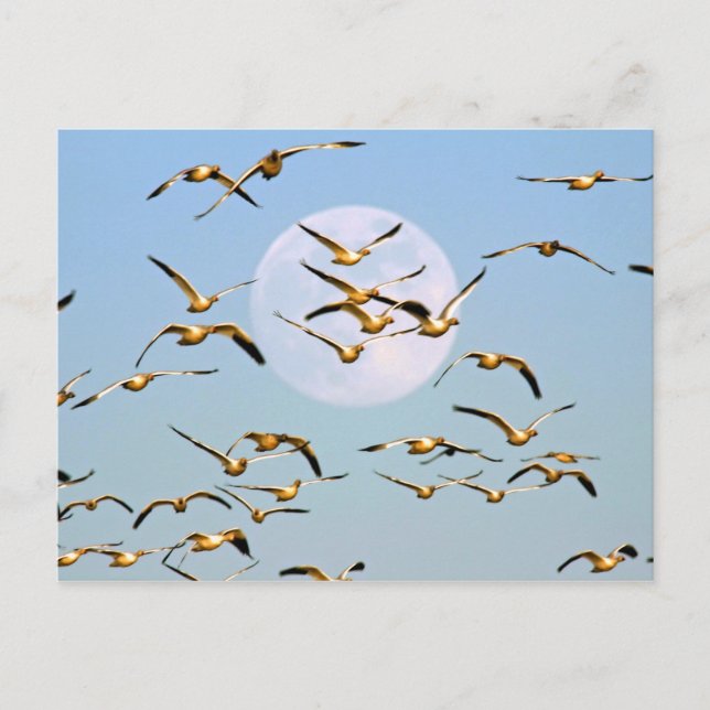 Carte Postale États-Unis, Nouveau-Mexique, Bosque del Apache (Devant)