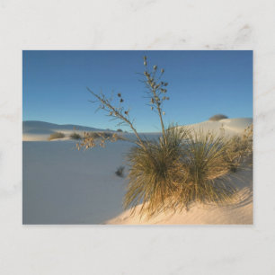 Carte Postale États-Unis, Nouveau-Mexique, White Sands National 