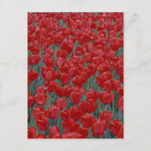 Carte Postale États-Unis, Ohio, Cincinnati. Lit de tulipes rouge