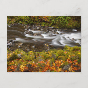 Carte Postale États-Unis, Oregon, Columbia River Gorge, Tanner C