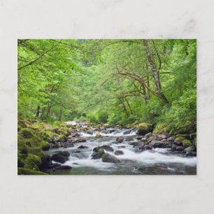 Carte Postale États-Unis, Oregon, Columbia River Gorge, Tanner C
