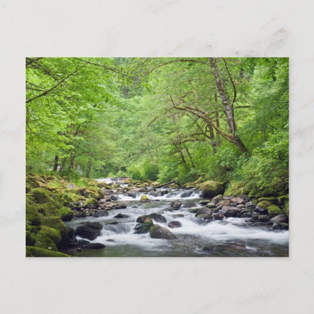 Carte Postale États-Unis, Oregon, Columbia River Gorge, Tanner C (Devant)