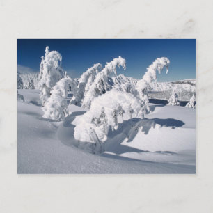 Carte Postale États-Unis, Oregon, Crater Lake NP. Les arbres plo