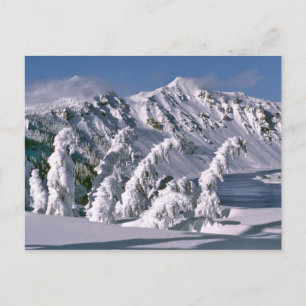Carte Postale États-Unis, Oregon, Crater Lake NP. Les arbres s'i