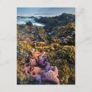 Carte Postale États-Unis, Oregon. Étoiles de mer