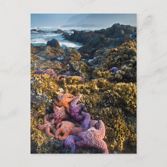 Carte Postale États-Unis, Oregon. Étoiles de mer (Devant)