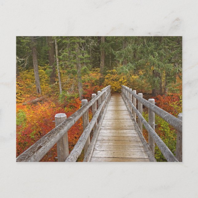 Carte Postale États-Unis, Oregon, Forêt nationale de Willamette. (Devant)