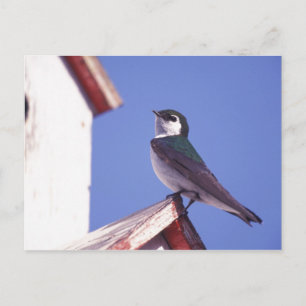 Carte Postale États-Unis, Oregon. Hirondelle à face blanche Tach
