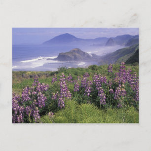 Carte Postale États-Unis, Oregon, Nesika Beach. Lupin et Oregon
