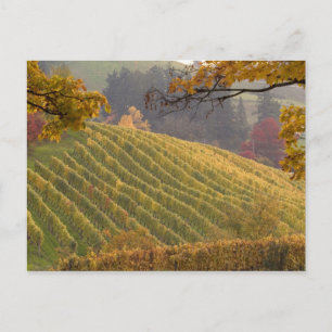 Carte Postale États-Unis, Oregon, Newberg. Vignoble en automne.