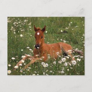 Carte Postale États-Unis, Oregon, Poney arabe.