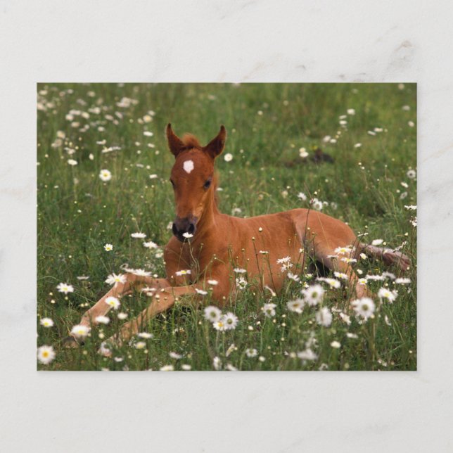 Carte Postale États-Unis, Oregon, Poney arabe. (Devant)
