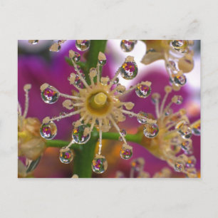 Carte Postale États-Unis, Oregon, Portland. Fleurs de cosmos se