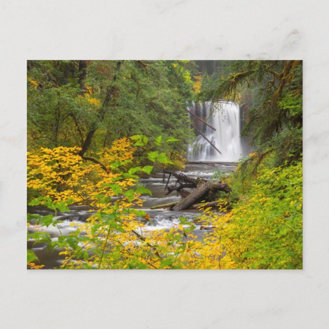 Carte Postale États-Unis, Oregon, Silver Falls State Park 2 (Devant)
