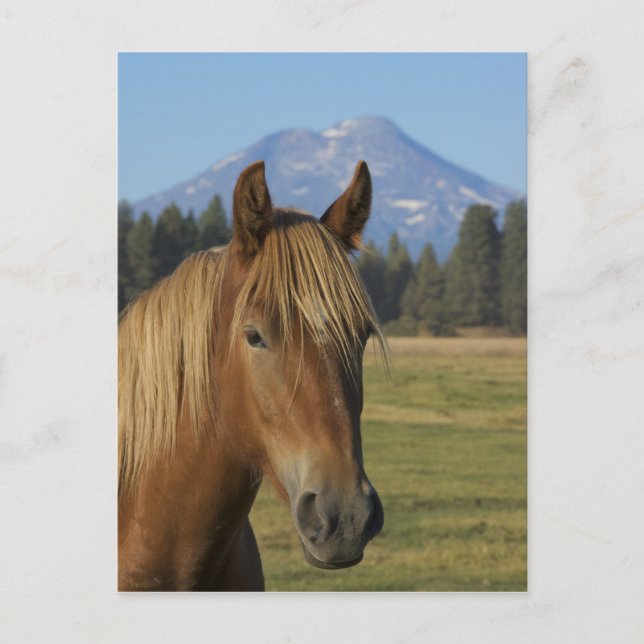 Carte Postale États-Unis, Oregon, Sœurs, vue sur Three Sisters, (Devant)