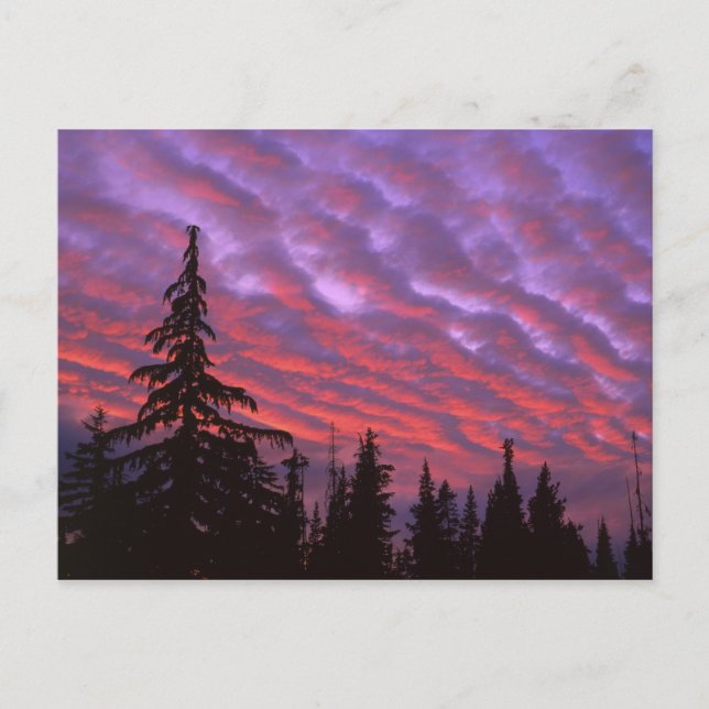 Carte Postale États-Unis, Oregon, Three Sisters Wilderness, Vivi (Devant)