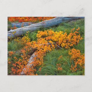 Carte Postale États-Unis, Oregon, Willamette National Forest