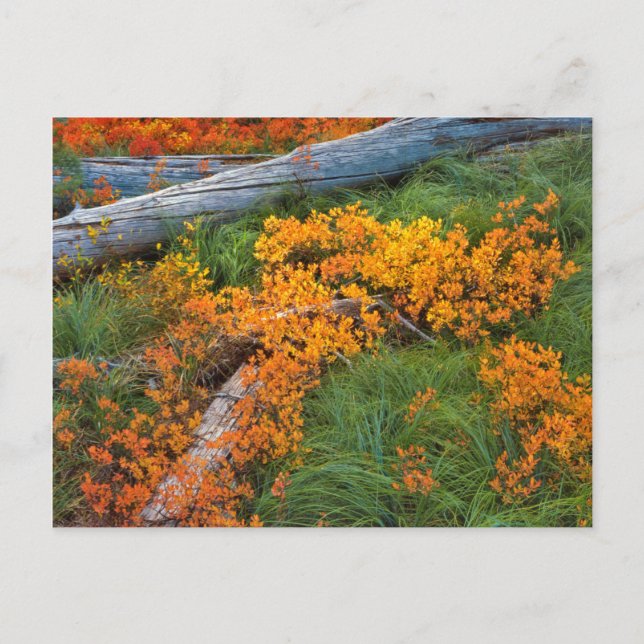 Carte Postale États-Unis, Oregon, Willamette National Forest (Devant)