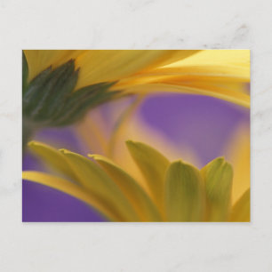 Carte Postale États-Unis, Pennsylvanie. Gerbera jaunes, rapproch