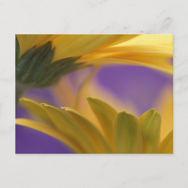 Carte Postale États-Unis, Pennsylvanie. Gerbera jaunes, rapproch (Devant)
