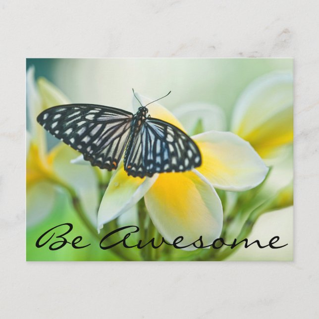 Carte Postale États-Unis, Pennsylvanie. Papillon swallowtail (Devant)