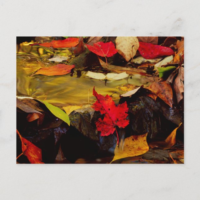 Carte Postale États-Unis, Pennsylvanie, Pocono Mountains 1 (Devant)