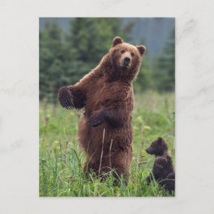 Carte Postale États-Unis, sud-est de l'Alaska, ours Brown et pet