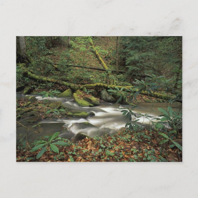 Carte Postale États-Unis, Tennessee. Big South Fork (Devant)