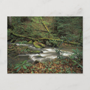 Carte Postale États-Unis, Tennessee. Big South Fork