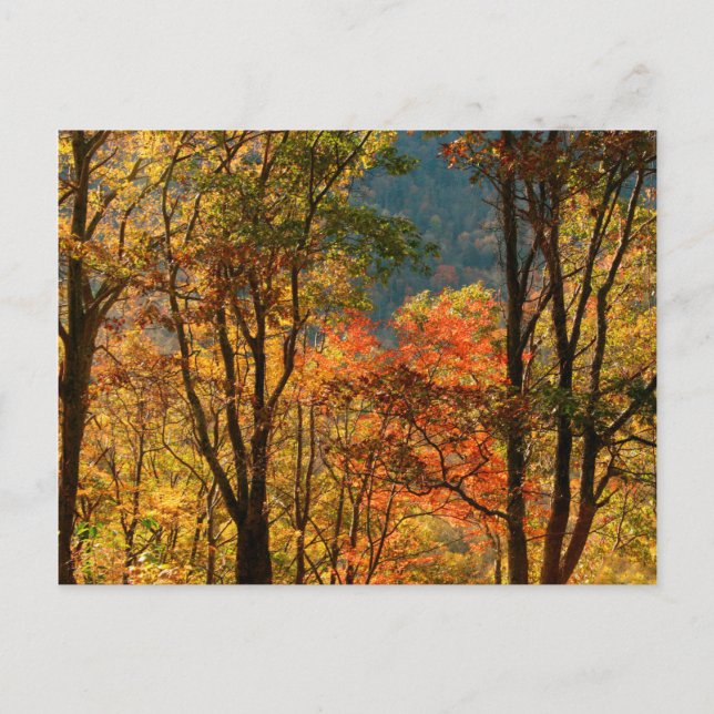 Carte Postale États-Unis, Tennessee. Feuillage d'automne (Devant)